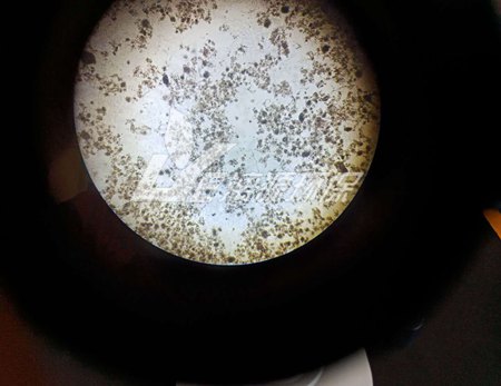 微生物在污水处理的作用